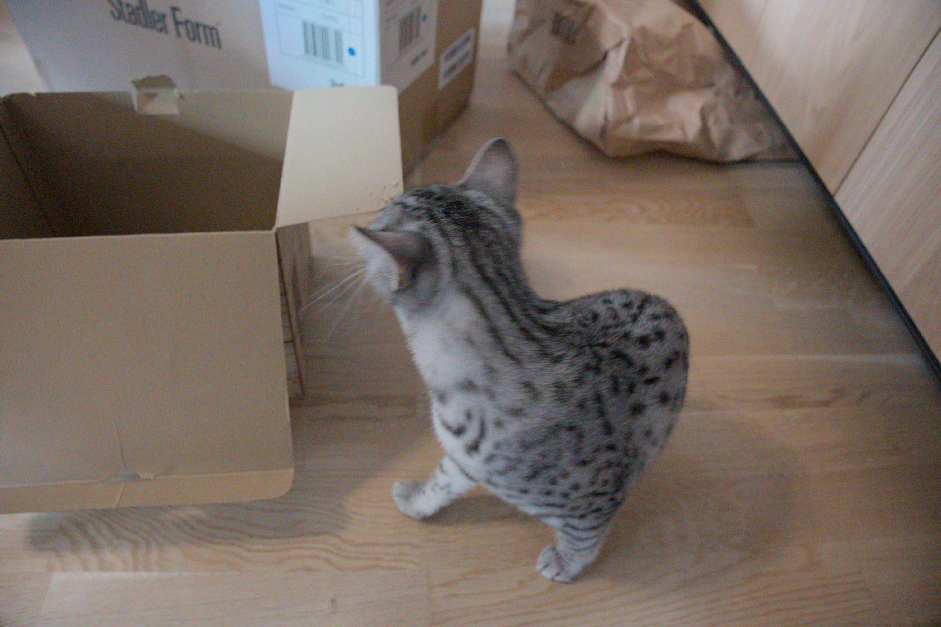 2025/10/12 - cats/DSC_0050.jpg